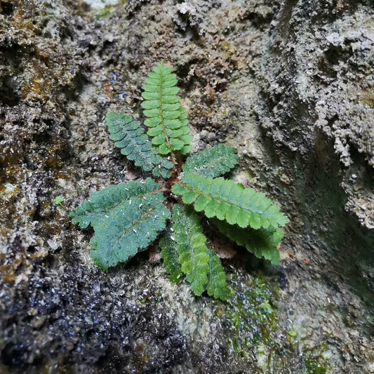 Polystichum erosum is an evergreen fern native to East Asia, particularly found in China and Japan . This fern is characterized by its erect rhizomes densely covered with dark brown to black lanceolate scales, and fronds that are typically 5–15 cm long.