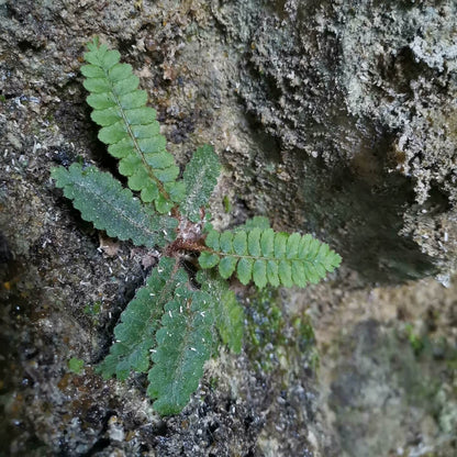 Polystichum erosum is an evergreen fern native to East Asia, particularly found in China and Japan . This fern is characterized by its erect rhizomes densely covered with dark brown to black lanceolate scales, and fronds that are typically 5–15 cm long.