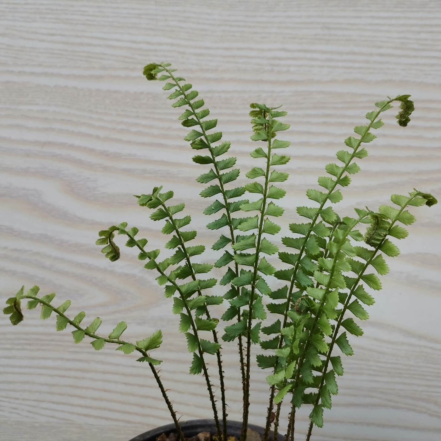Polystichum ichangense is a charming evergreen fern native to mountainous regions of central and southern China, where it grows mainly in rock crevices within montane broad-leaved forests at around 1,000–1,600 m (3,300–5,250 ft). It forms a compact clump of narrow, elegant fronds, with each frond typically 14–48 cm (5.5–19 in) long and composed of numerous closely spaced, slightly reflexed pinnae.