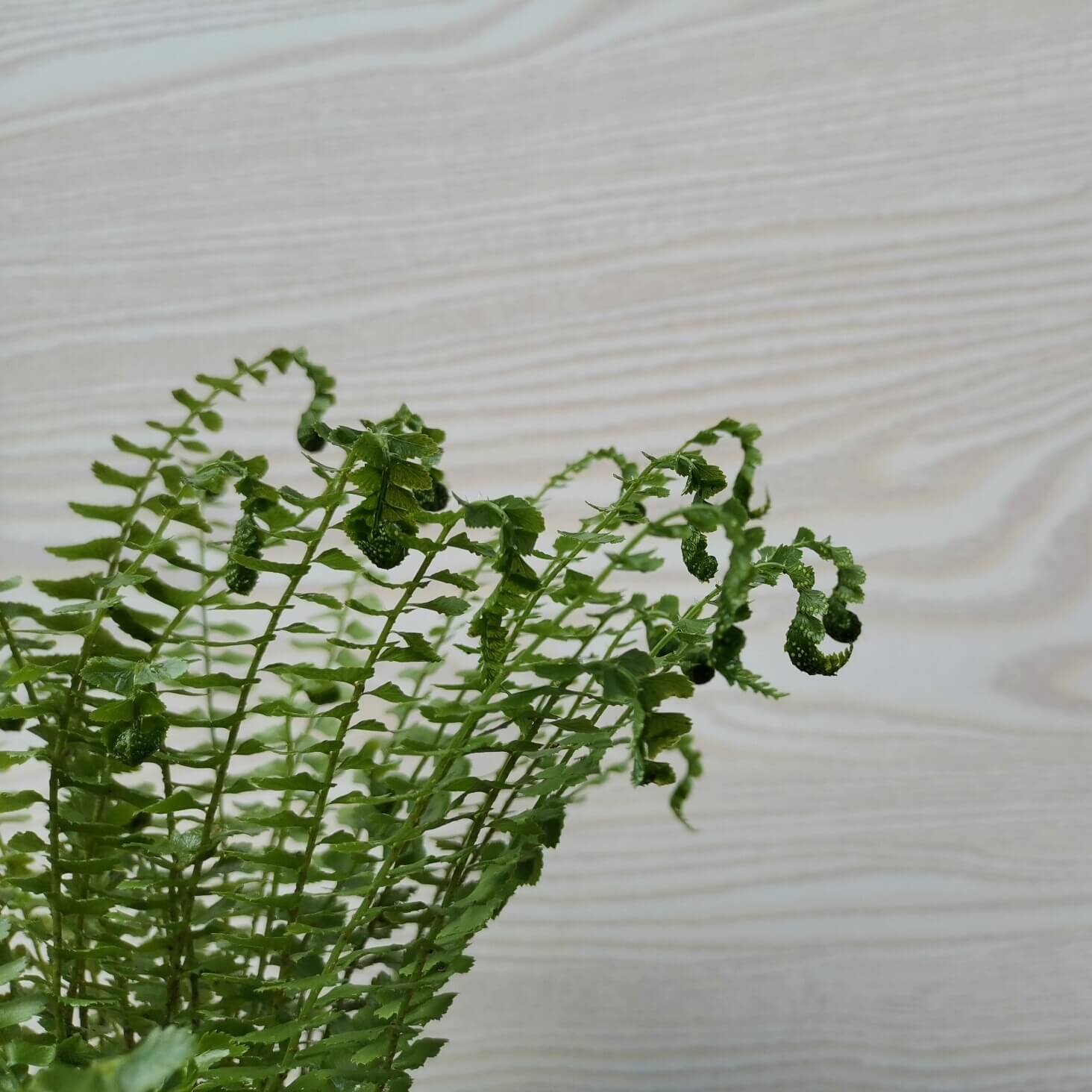 Polystichum ichangense is a charming evergreen fern native to mountainous regions of central and southern China, where it grows mainly in rock crevices within montane broad-leaved forests at around 1,000–1,600 m (3,300–5,250 ft). It forms a compact clump of narrow, elegant fronds, with each frond typically 14–48 cm (5.5–19 in) long and composed of numerous closely spaced, slightly reflexed pinnae.