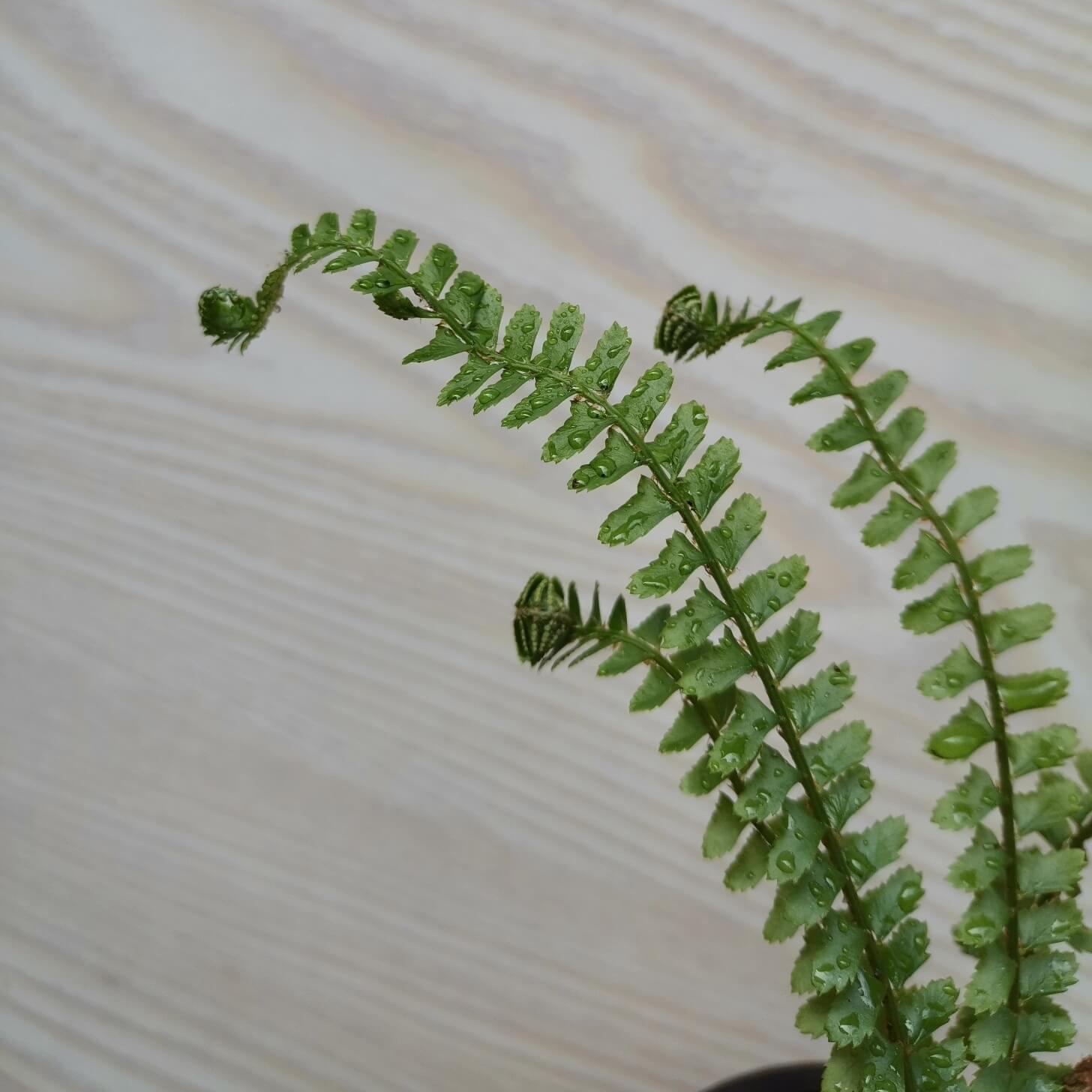 Polystichum ichangense is a charming evergreen fern native to mountainous regions of central and southern China, where it grows mainly in rock crevices within montane broad-leaved forests at around 1,000–1,600 m (3,300–5,250 ft). It forms a compact clump of narrow, elegant fronds, with each frond typically 14–48 cm (5.5–19 in) long and composed of numerous closely spaced, slightly reflexed pinnae.