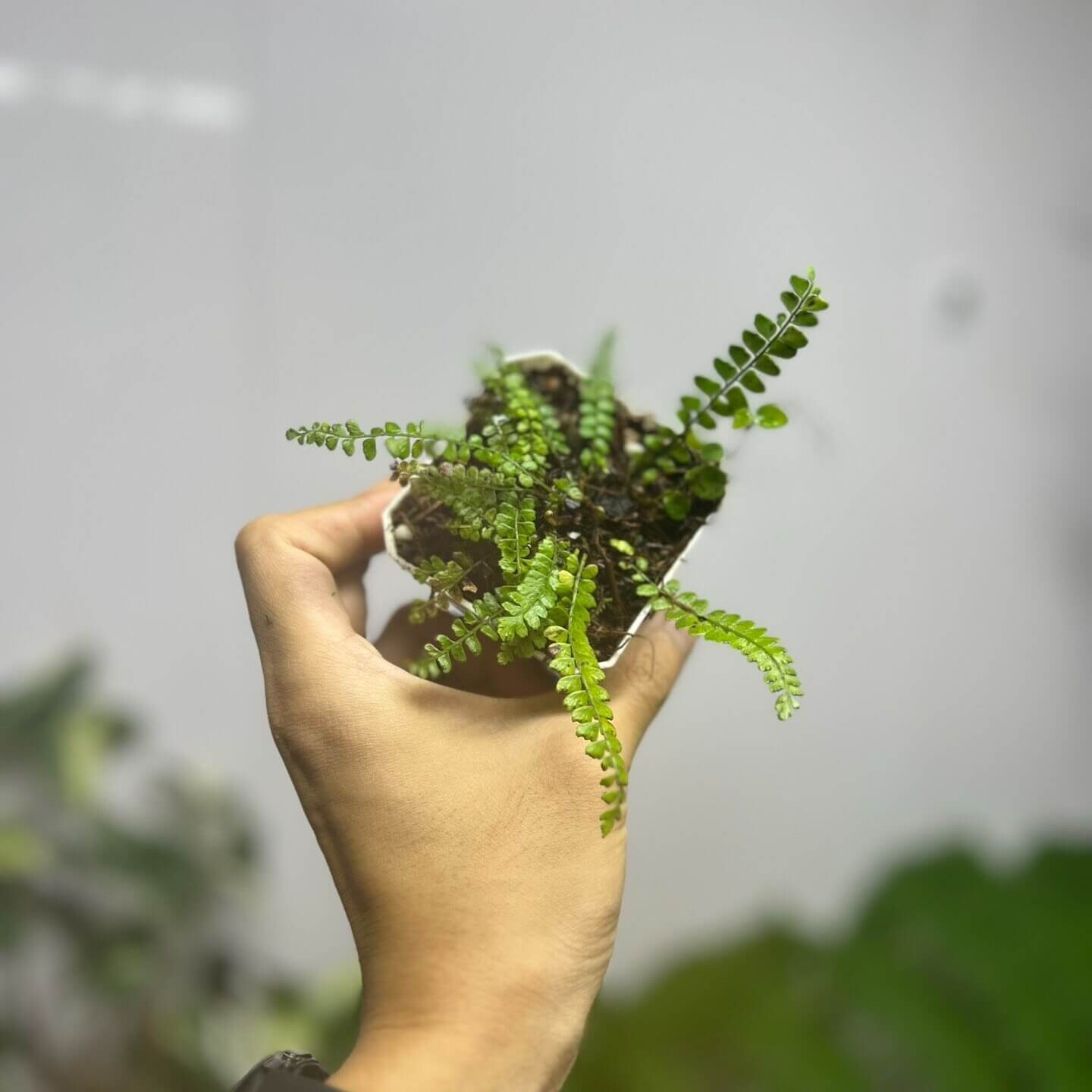 Polystichum jinfoshanense is a species of fern in the genus Polystichum, belonging to the family Dryopteridaceae, and it is part of a large group of terrestrial shield ferns typically found in shaded forest habitats.