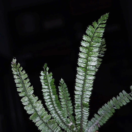 Polystichum lanceolatum is a small epiphytic fern from the Dryopteridaceae family and Polystichum genus, making it an excellent choice for rainforest terrariums. Native to East Asia, this fern has finely divided pinnate leaves with serrated edges, giving it a unique and attractive appearance. It thrives in humid environments and is perfect for adding a lush, green touch to your indoor plant collection or terrarium setup.