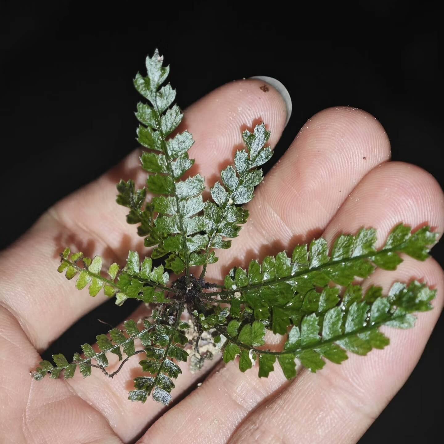 Polystichum lanceolatum is a small epiphytic fern from the Dryopteridaceae family and Polystichum genus, making it an excellent choice for rainforest terrariums. Native to East Asia, this fern has finely divided pinnate leaves with serrated edges, giving it a unique and attractive appearance. It thrives in humid environments and is perfect for adding a lush, green touch to your indoor plant collection or terrarium setup.