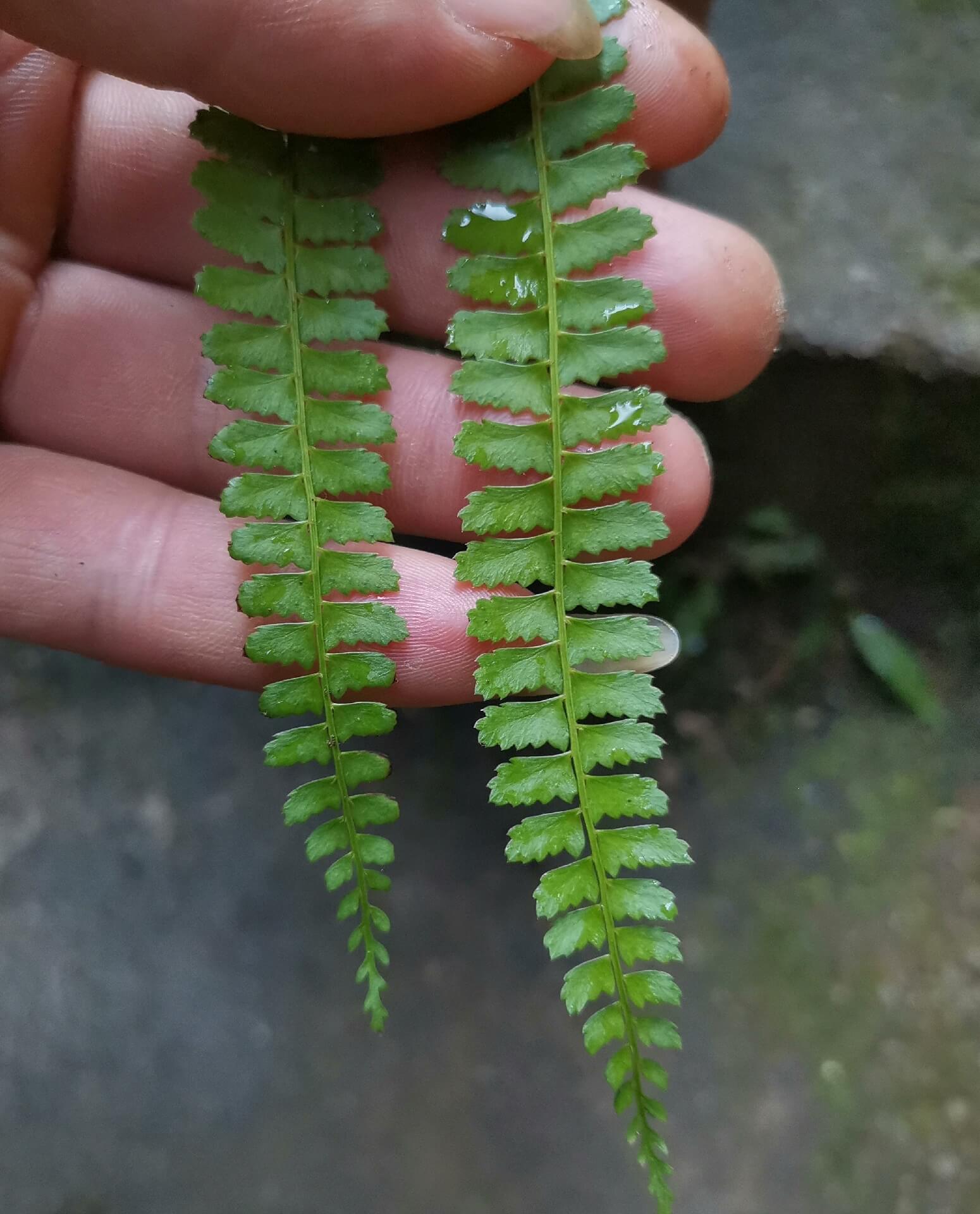 Polystichum leveillei is a fern species in the genus Polystichum, within the family Dryopteridaceae. It is a terrestrial shield fern native to parts of China.