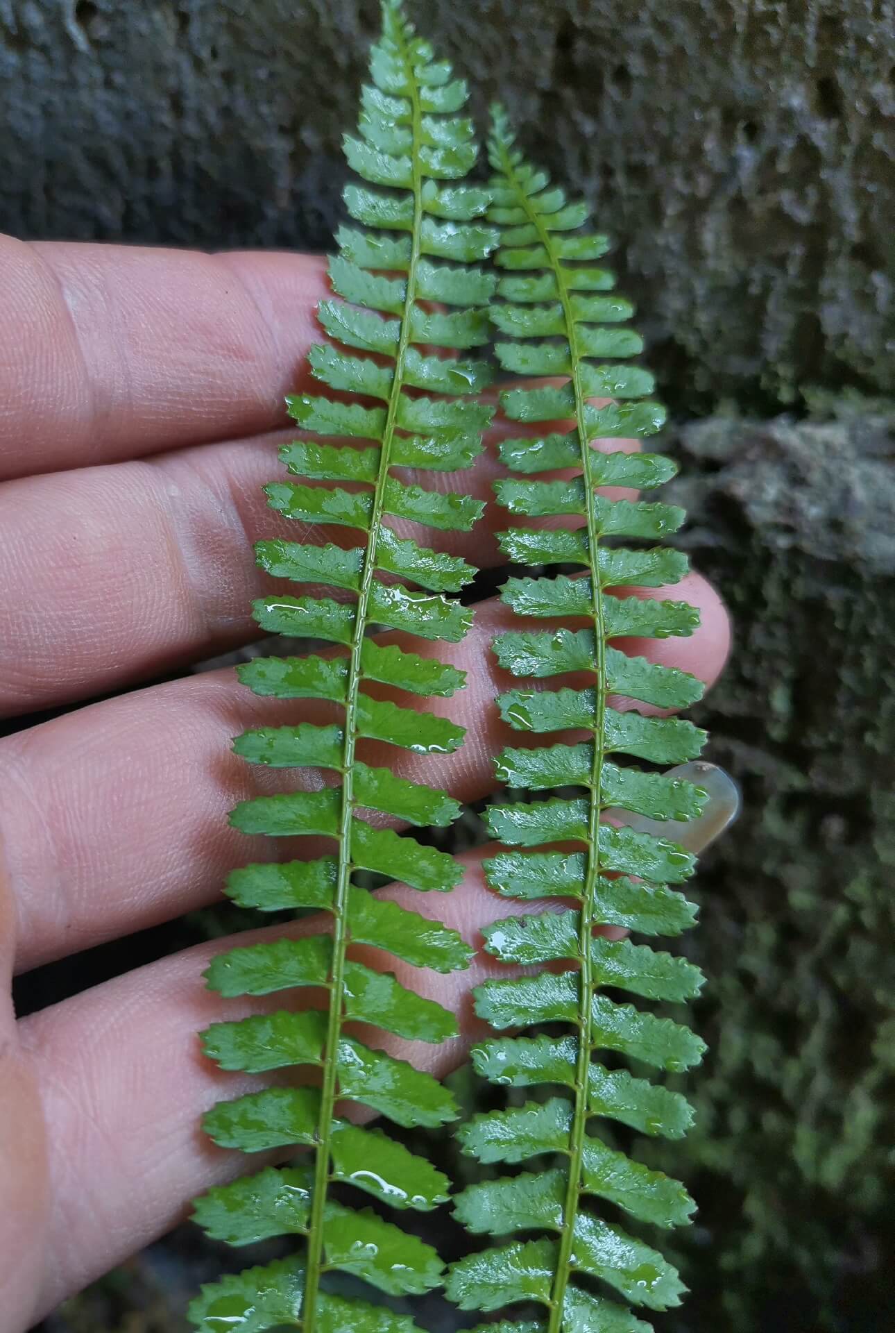 Polystichum leveillei is a fern species in the genus Polystichum, within the family Dryopteridaceae. It is a terrestrial shield fern native to parts of China.