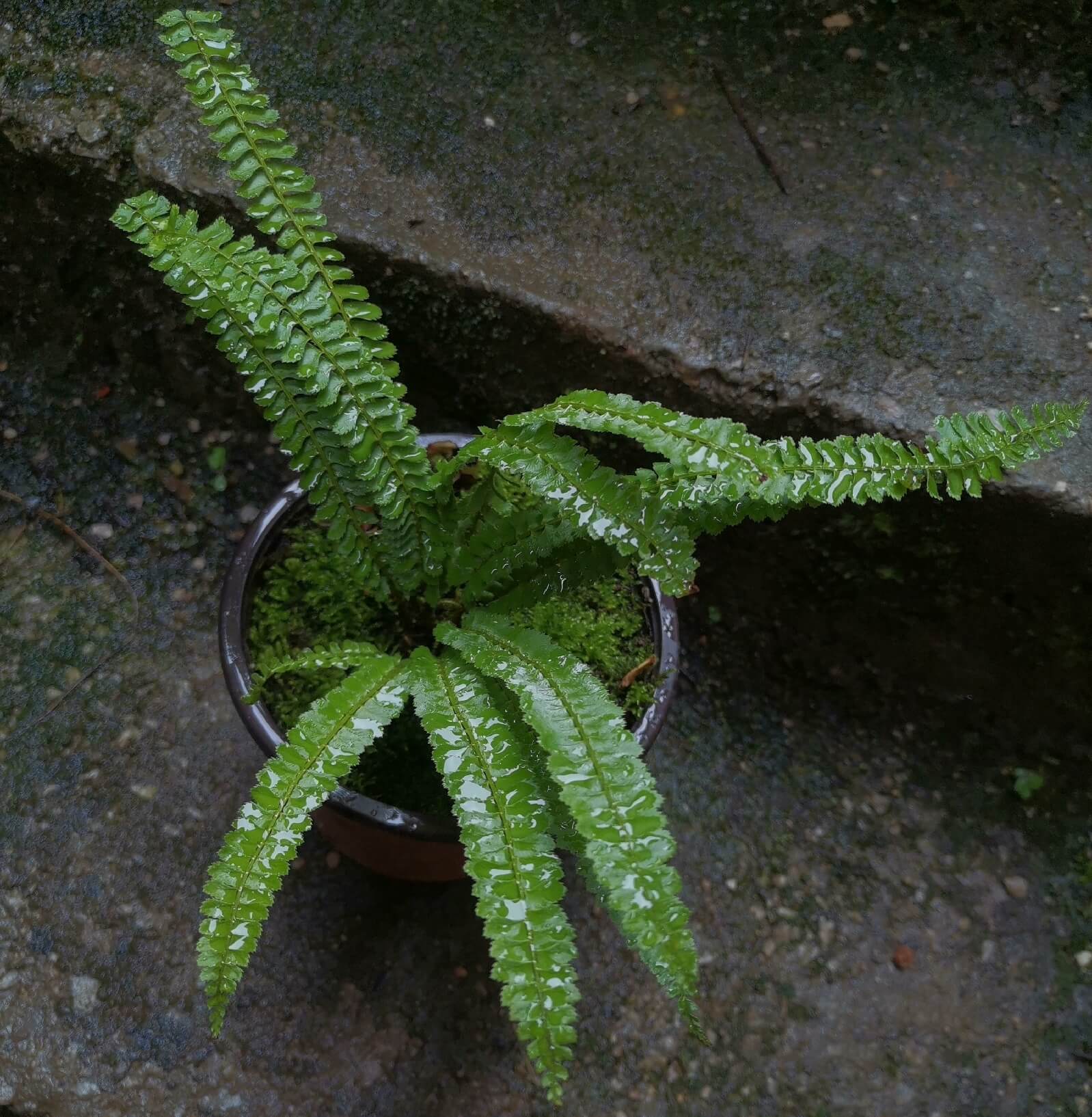 Polystichum leveillei is a fern species in the genus Polystichum, within the family Dryopteridaceae. It is a terrestrial shield fern native to parts of China.