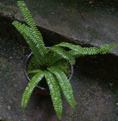 Polystichum leveillei is a fern species in the genus Polystichum, within the family Dryopteridaceae. It is a terrestrial shield fern native to parts of China.