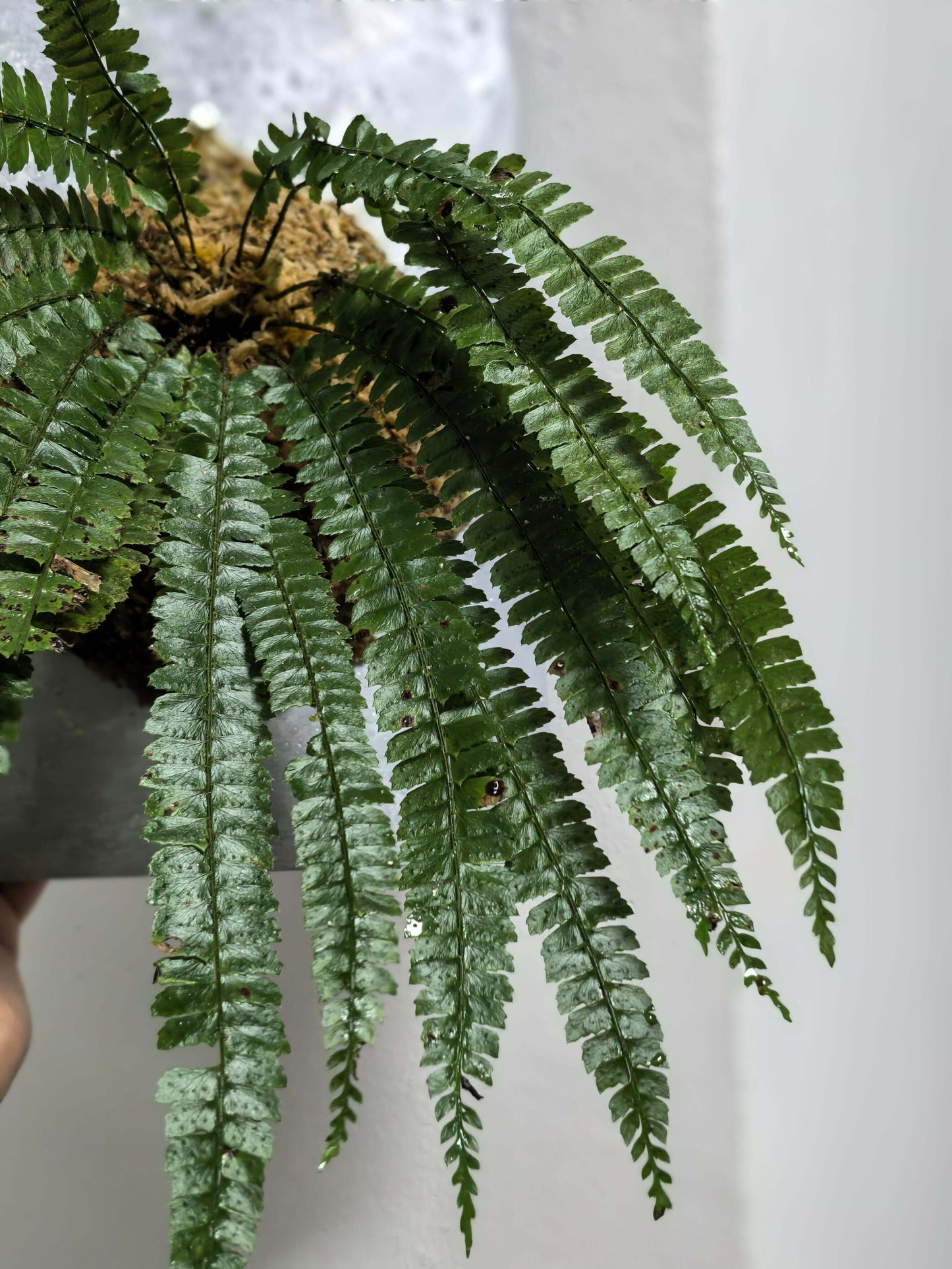 Polystichum liui is a species of fern in the genus Polystichum, belonging to the family Dryopteridaceae, and it is part of a group of terrestrial shield ferns that are typically found in shaded, forested habitats with moist and well-drained soils.