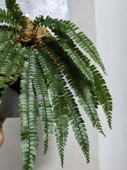 Polystichum liui is a species of fern in the genus Polystichum, belonging to the family Dryopteridaceae, and it is part of a group of terrestrial shield ferns that are typically found in shaded, forested habitats with moist and well-drained soils.