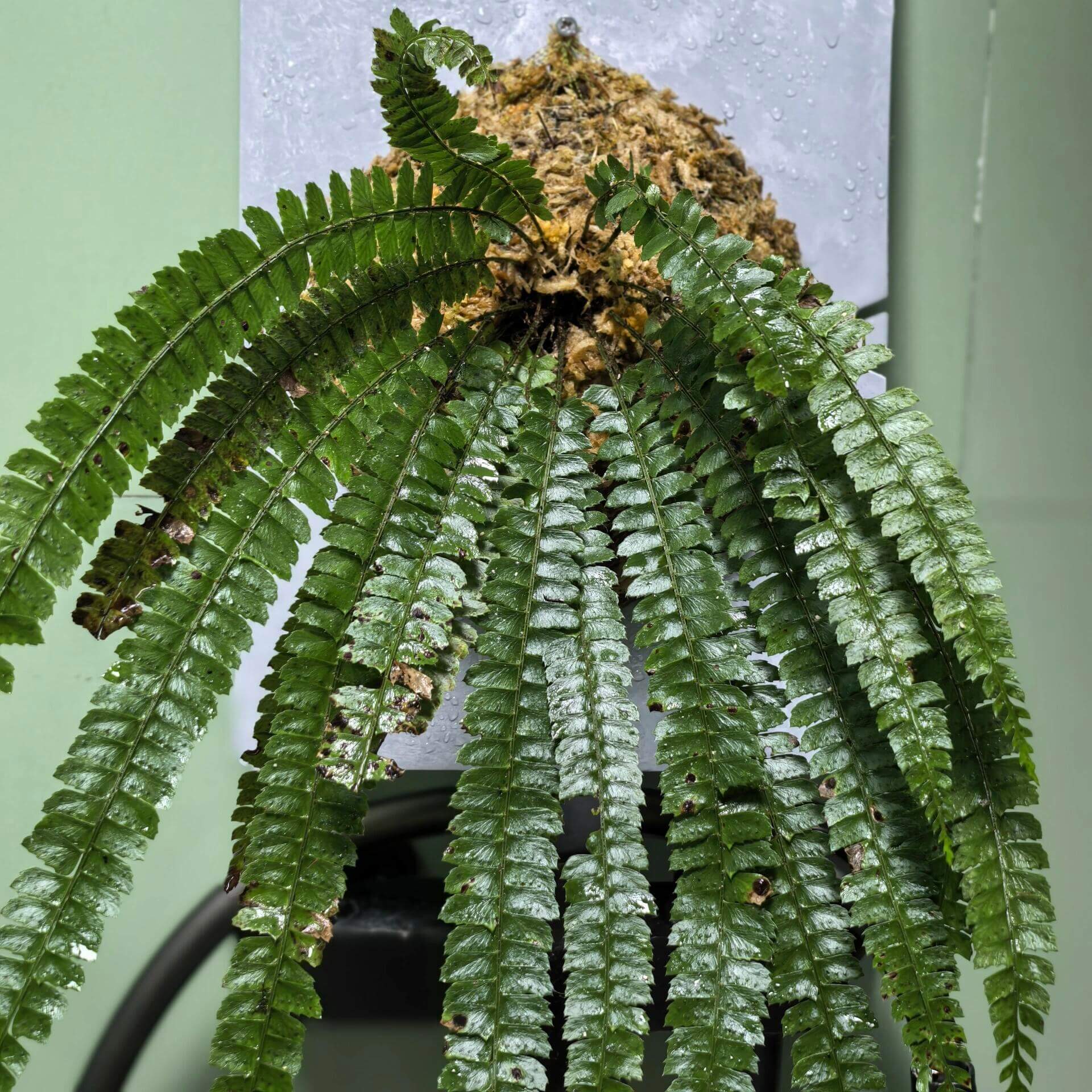 Polystichum liui is a species of fern in the genus Polystichum, belonging to the family Dryopteridaceae, and it is part of a group of terrestrial shield ferns that are typically found in shaded, forested habitats with moist and well-drained soils.