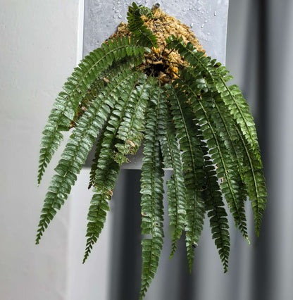 Polystichum liui is a species of fern in the genus Polystichum, belonging to the family Dryopteridaceae, and it is part of a group of terrestrial shield ferns that are typically found in shaded, forested habitats with moist and well-drained soils.