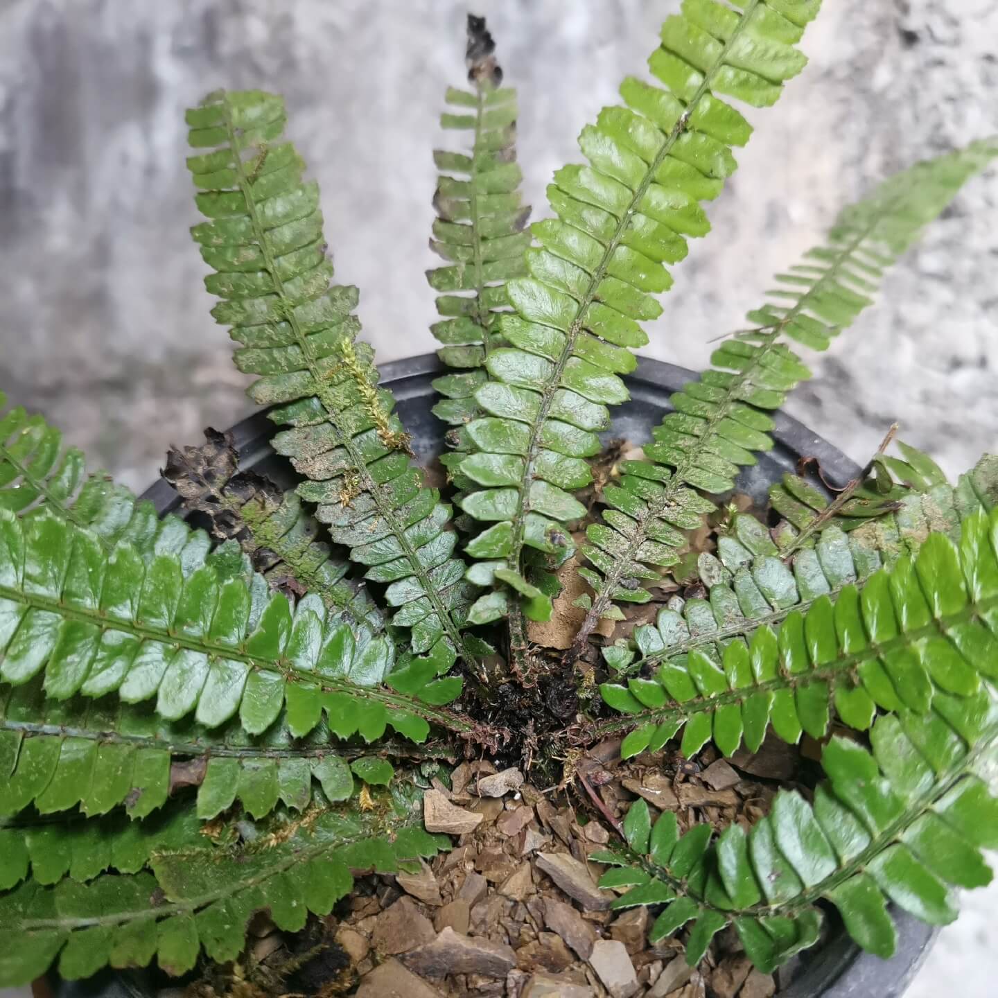 Polystichum liui is a species of fern in the genus Polystichum, belonging to the family Dryopteridaceae, and it is part of a group of terrestrial shield ferns that are typically found in shaded, forested habitats with moist and well-drained soils.