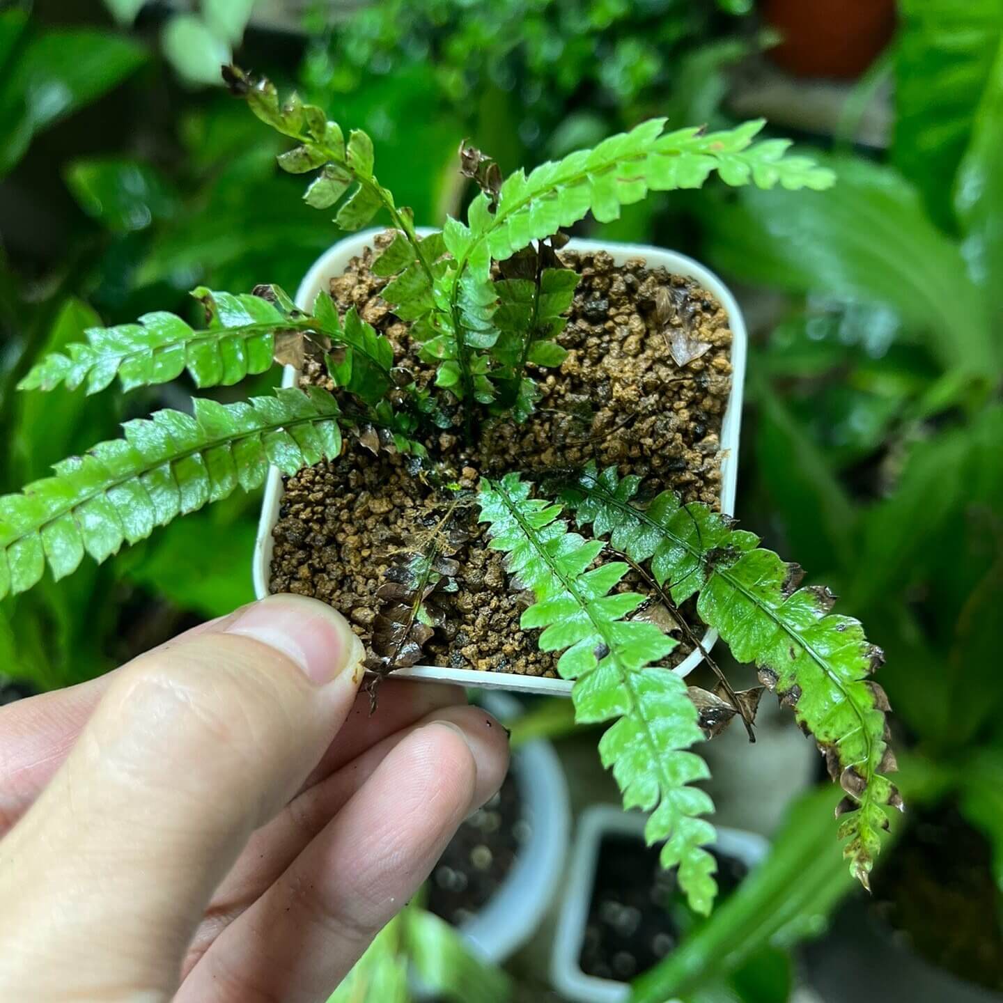 Polystichum liui is a species of fern in the genus Polystichum, belonging to the family Dryopteridaceae, and it is part of a group of terrestrial shield ferns that are typically found in shaded, forested habitats with moist and well-drained soils.