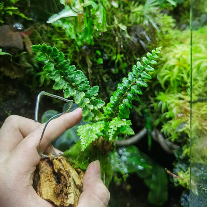 Polystichum mehrae is a species of fern in the genus Polystichum (family Dryopteridaceae), native to Pakistan, Nepal, the East Himalaya, Myanmar, South‑Central China (Yunnan and western Sichuan), Tibet, and adjacent Himalayan regions, and it typically grows as a terrestrial fern in temperate montane and forest environments.