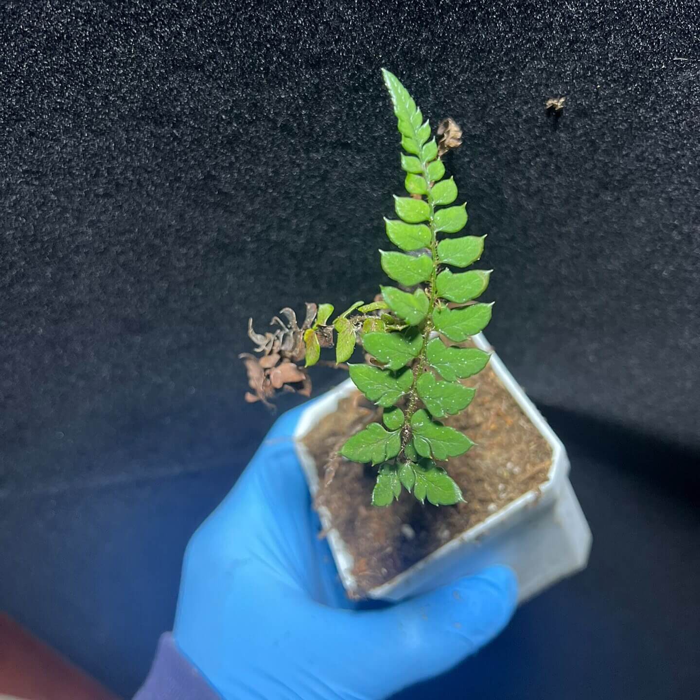 Polystichum mehrae is a species of fern in the genus Polystichum (family Dryopteridaceae), native to Pakistan, Nepal, the East Himalaya, Myanmar, South‑Central China (Yunnan and western Sichuan), Tibet, and adjacent Himalayan regions, and it typically grows as a terrestrial fern in temperate montane and forest environments.