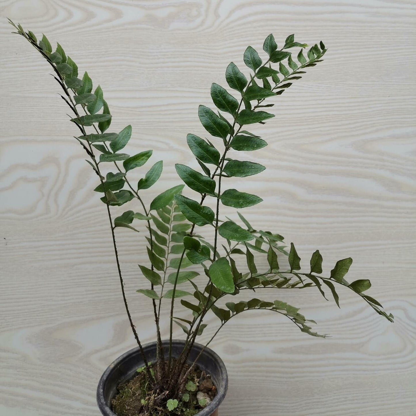 Polystichum minimum is a species of fern in the genus Polystichum, belonging to the family Dryopteridaceae.