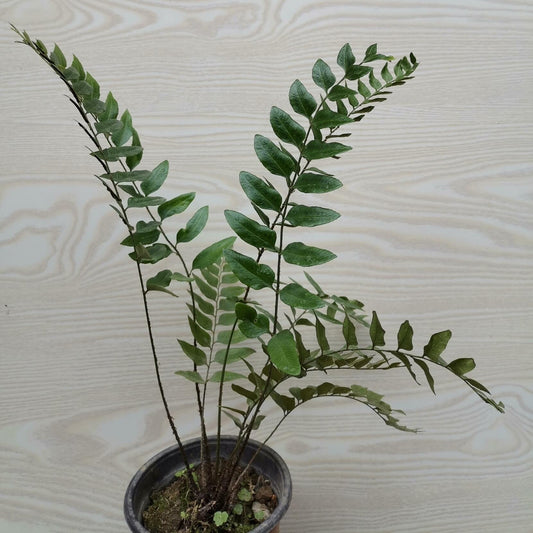 Polystichum minimum is a species of fern in the genus Polystichum, belonging to the family Dryopteridaceae.