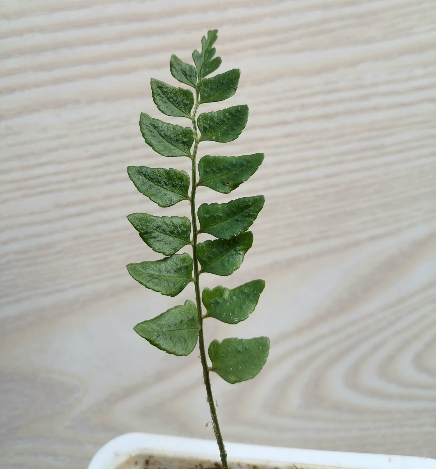 Polystichum minimum is a species of fern in the genus Polystichum, belonging to the family Dryopteridaceae.