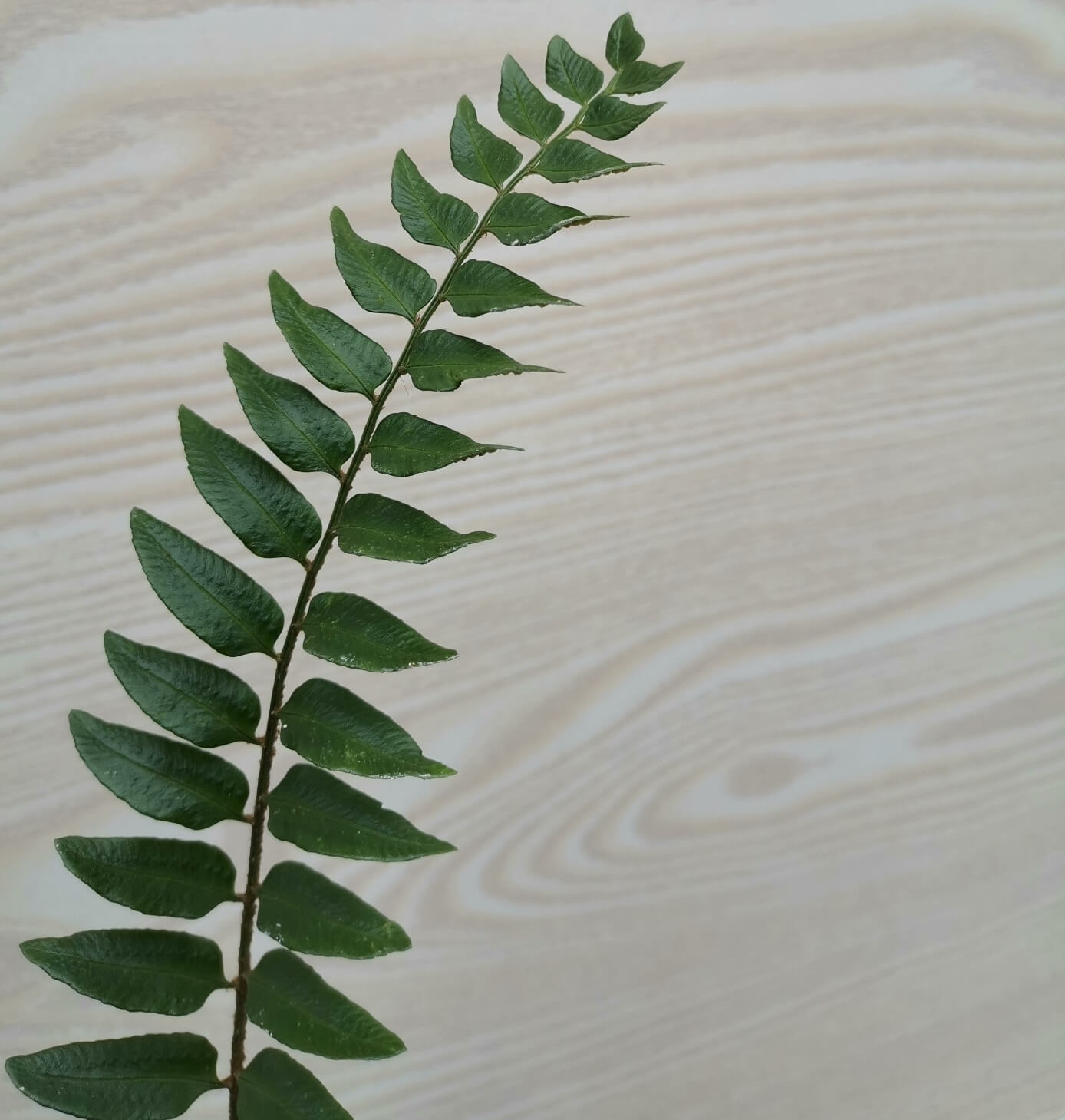 Polystichum minimum is a species of fern in the genus Polystichum, belonging to the family Dryopteridaceae.