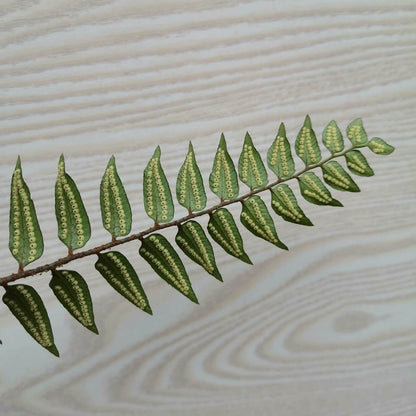 Polystichum minimum is a species of fern in the genus Polystichum, belonging to the family Dryopteridaceae.
