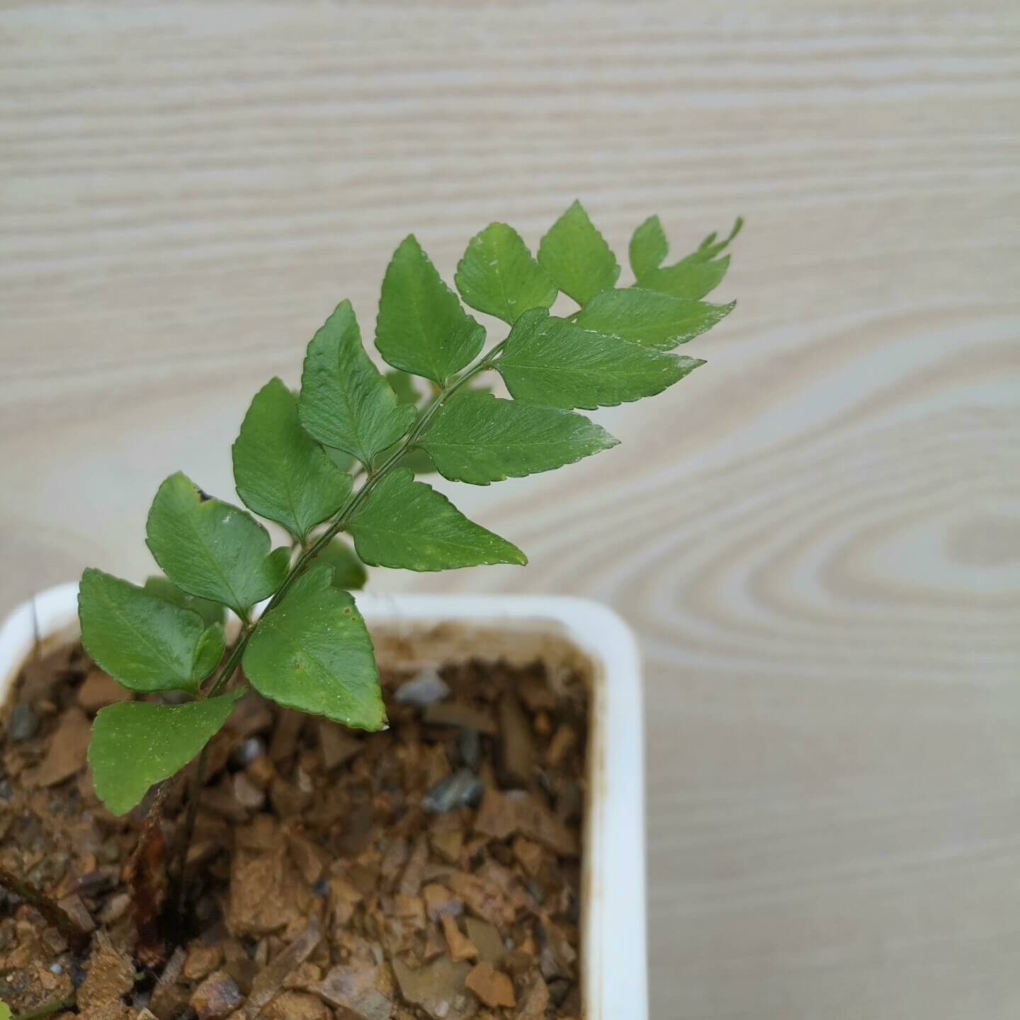 Polystichum minimum is a species of fern in the genus Polystichum, belonging to the family Dryopteridaceae.