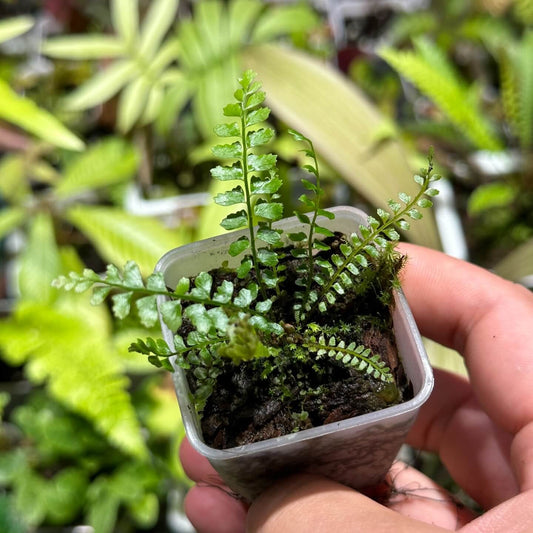 Polystichum minutissimum is an extremely rare fern species discovered in 2009 within a karst cave in Libo County, Guizhou Province, China. Notably, it holds the distinction of being the smallest known member of the Polystichum genus.
