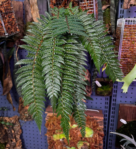Polystichum neolobatum is a species of fern in the genus Polystichum, belonging to the family Dryopteridaceae, and it is native to a wide region of East Asia—from the Himalayas through China to Japan and Taiwan—where it typically grows as an evergreen terrestrial fern in shaded, moist forest habitats.