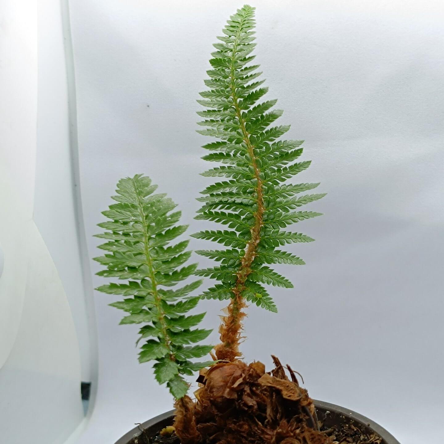 Polystichum neolobatum is a species of fern in the genus Polystichum, belonging to the family Dryopteridaceae, and it is native to a wide region of East Asia—from the Himalayas through China to Japan and Taiwan—where it typically grows as an evergreen terrestrial fern in shaded, moist forest habitats.
