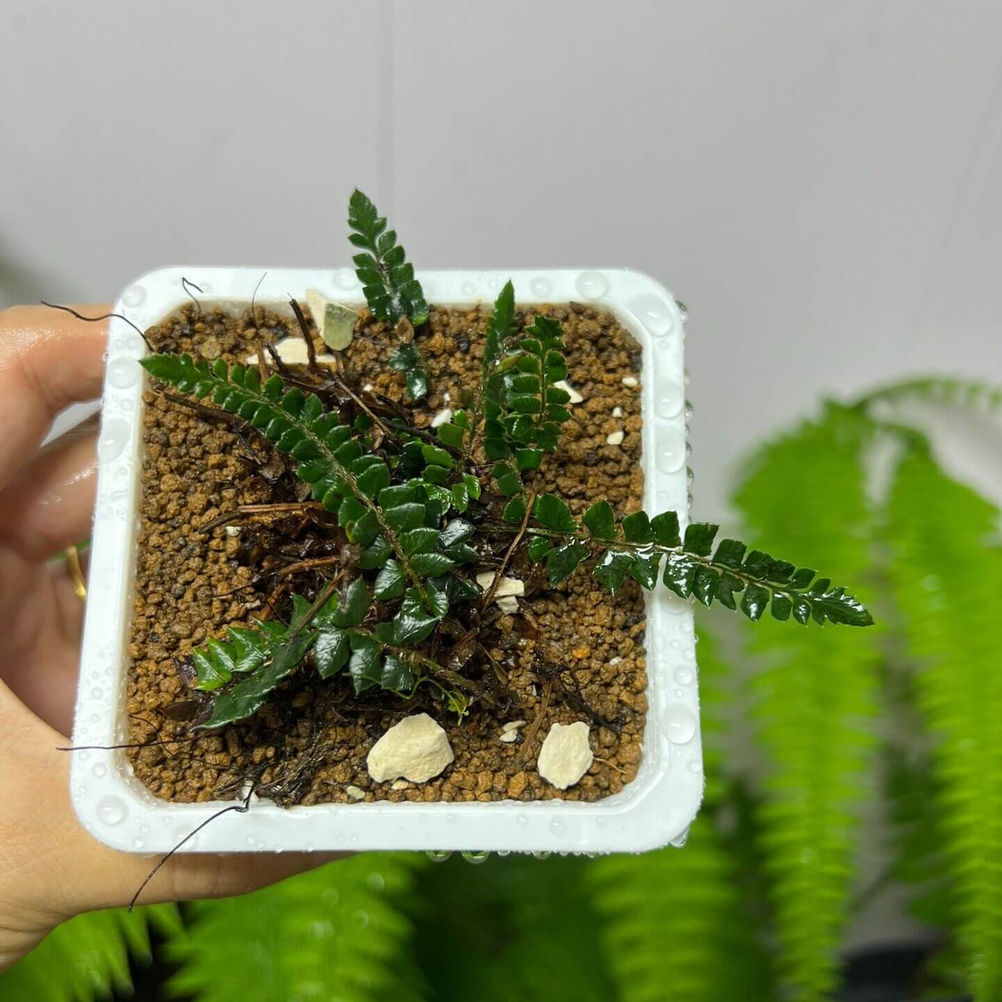 Polystichum stimulans (Kunze ex Mett.) Bedd. is a species of fern in the genus Polystichum, belonging to the family Dryopteridaceae. It is native to a wide region from the Himalayas to southwestern China (including Yunnan and Sichuan) and typically grows in temperate forest habitats.