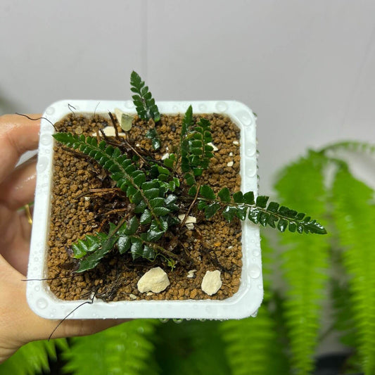 Polystichum stimulans (Kunze ex Mett.) Bedd. is a species of fern in the genus Polystichum, belonging to the family Dryopteridaceae. It is native to a wide region from the Himalayas to southwestern China (including Yunnan and Sichuan) and typically grows in temperate forest habitats.