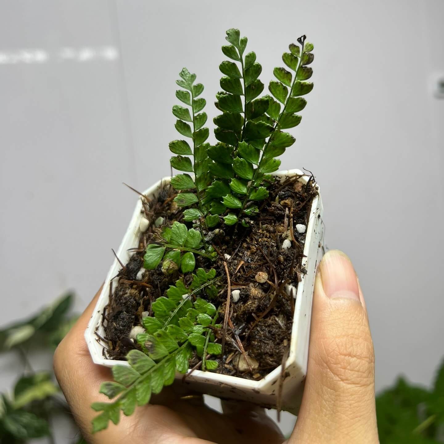 Polystichum submarginale belongs to the genus Polystichum within the family Dryopteridaceae. It grows in shaded, humid crevices of limestone rocks at elevations of 750–2500 m, and is mainly distributed in the Chinese provinces of Sichuan, Guizhou, and Yunnan.