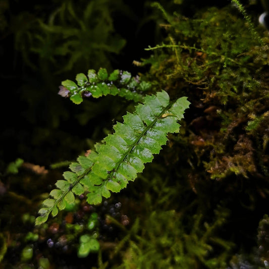 Polystichum yaanense is a miniature fern species native to the Bifeng Gorge area in Ya'an, Sichuan Province, China. Described in 2012 by Zhang and Li, this fern thrives in its native acidic soil and is perfect for cultivation in similar conditions. Its delicate, yellow-green fronds and compact size make it a great addition to any plant collection, especially terrariums.