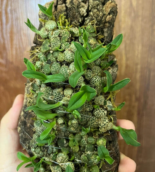 Porpax ustulata is a rare and captivating miniature orchid native to Laos. This epiphytic species is prized for its striking red, cup-shaped flowers and compact growth habit, making it a favorite among collectors of micro-miniature orchids.