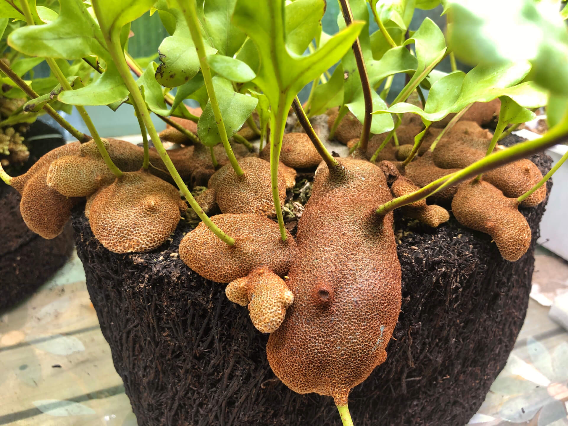 Lecanopteris crustacea is an epiphytic ant fern native to Peninsular Thailand, Malaysia, Sumatra, Borneo, and West Malesia. It typically grows in lowland tropical rainforests, often in association with the mass roots of Platycerium (staghorn ferns).
