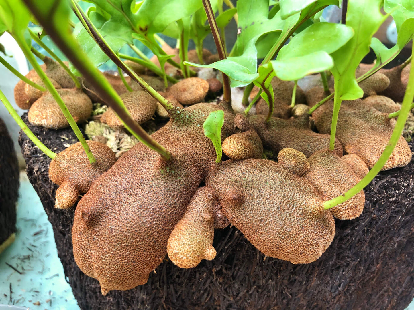 Lecanopteris crustacea is an epiphytic ant fern native to Peninsular Thailand, Malaysia, Sumatra, Borneo, and West Malesia. It typically grows in lowland tropical rainforests, often in association with the mass roots of Platycerium (staghorn ferns).