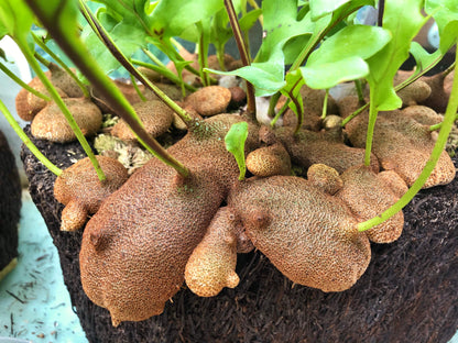 Lecanopteris crustacea is an epiphytic ant fern native to Peninsular Thailand, Malaysia, Sumatra, Borneo, and West Malesia. It typically grows in lowland tropical rainforests, often in association with the mass roots of Platycerium (staghorn ferns).