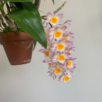Dendrobium farmeri Pink Form is a captivating orchid variety, renowned for its delicate pink flowers and vibrant yellow lip. The flowers are small and fragrant, arranged in cascading sprays. The petals and sepals feature a soft pink hue, while the lip is bright yellow, often with a white fringe, creating a striking contrast that enhances the overall beauty of the plant.