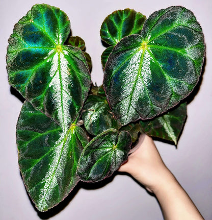 Begonia luochengensis is a stunning begonia species native to the Guangxi region of China. Its leaves are velvety and soft to the touch, with a texture that resembles the adorable ears of a small animal. These leaves are adorned with distinct veins and a plush fuzz, adding to their unique charm. The foliage features bold black patches, while a prominent white vein runs along the central axis from the leaf stalk to the tip, creating a striking contrast.