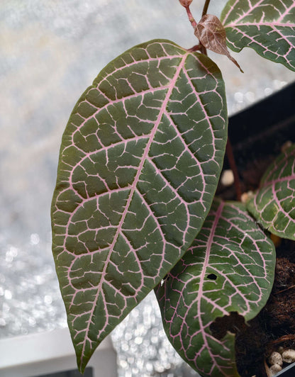 Prestonia quinquangularis is a rare and highly ornamental selection prized for its striking pink to rosy-red venation. The delicate web-like veins stand out beautifully against the green foliage, creating an almost painted appearance. As a vigorous tropical climbing vine, it develops attractive glossy leaves and can produce clusters of small yellow-green flowers when mature. Its unusual pink-veined foliage, fast-growing habit, and rarity in cultivation make it a particularly desirable collector's plant.