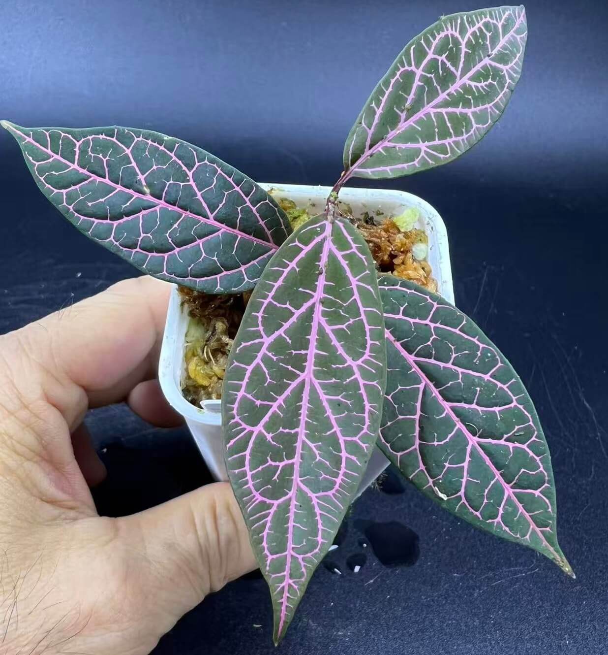 Prestonia quinquangularis is a rare and highly ornamental selection prized for its striking pink to rosy-red venation. The delicate web-like veins stand out beautifully against the green foliage, creating an almost painted appearance. As a vigorous tropical climbing vine, it develops attractive glossy leaves and can produce clusters of small yellow-green flowers when mature. Its unusual pink-veined foliage, fast-growing habit, and rarity in cultivation make it a particularly desirable collector's plant.