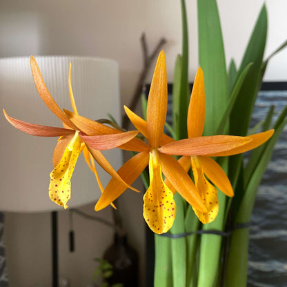 Procatavola Golden Peacock (abbreviated Pcv. Golden Peacock) is an intergeneric hybrid resulting from a cross between Brassocattleya Richard Mueller × Prosthechea vitellina.