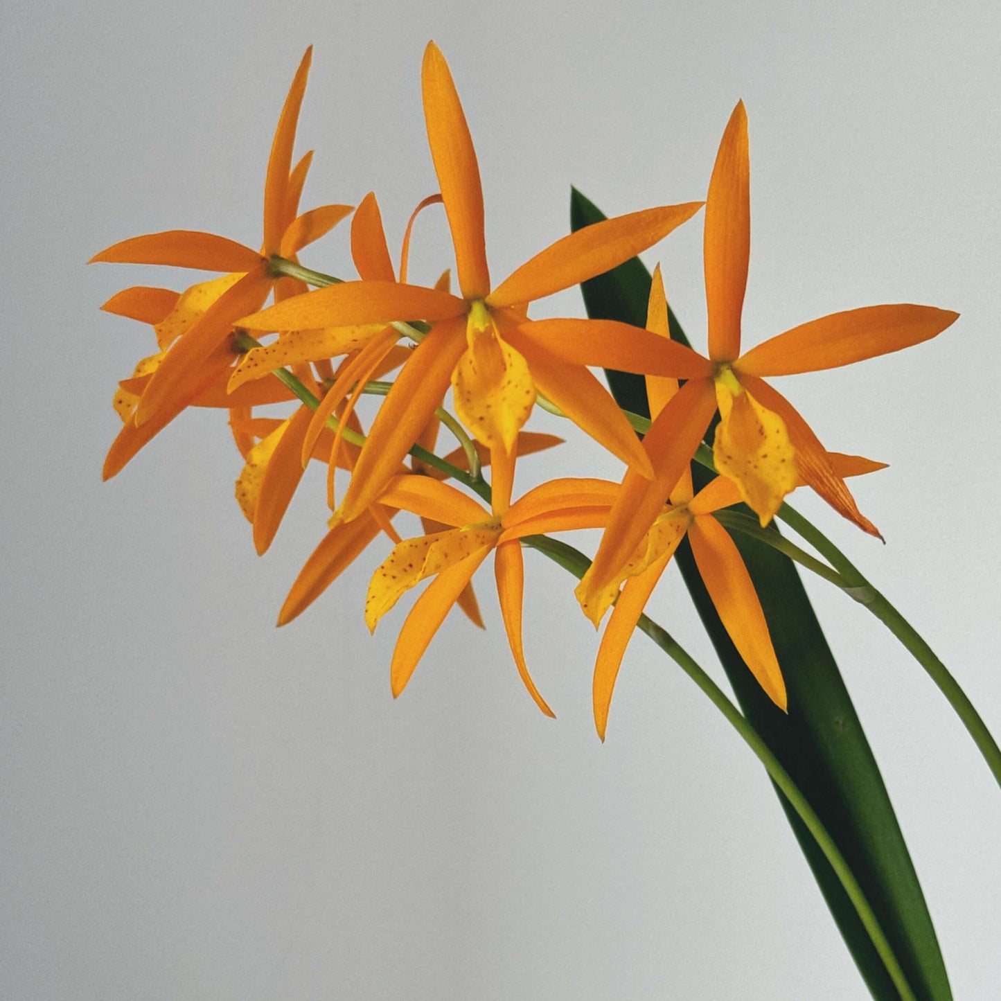 Procatavola Golden Peacock (abbreviated Pcv. Golden Peacock) is an intergeneric hybrid resulting from a cross between Brassocattleya Richard Mueller × Prosthechea vitellina.