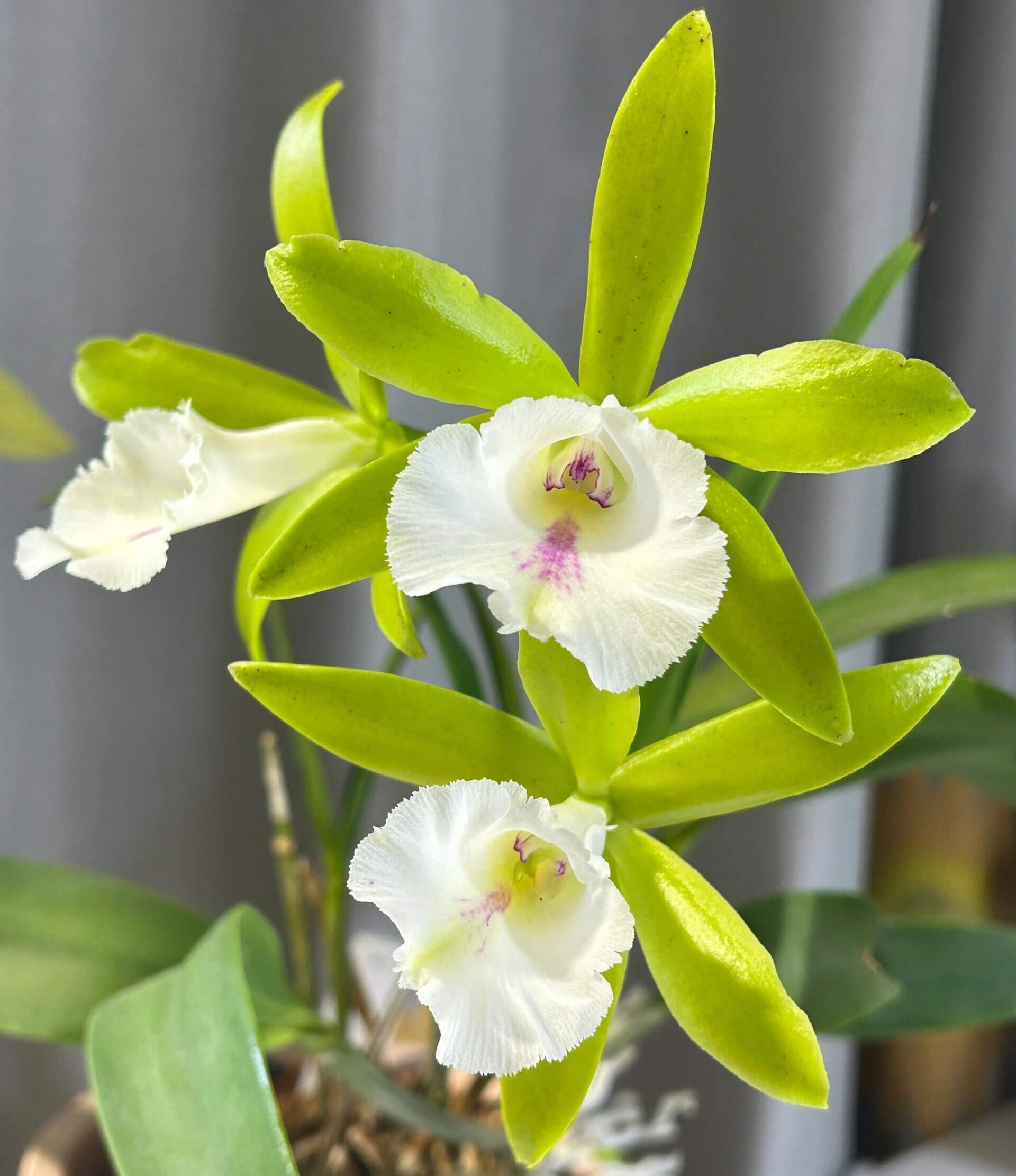 Procatavola Wufong Jade is an orchid hybrid belonging to the Procatavola genus (often abbreviated as Pcv.), and it is a cross between Cattleychea Siam Jade and Brassavola nodosa.