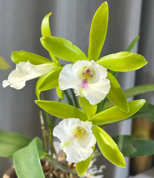 Procatavola Wufong Jade is an orchid hybrid belonging to the Procatavola genus (often abbreviated as Pcv.), and it is a cross between Cattleychea Siam Jade and Brassavola nodosa.