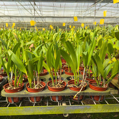 Procatavola Wufong Jade is an orchid hybrid belonging to the Procatavola genus (often abbreviated as Pcv.), and it is a cross between Cattleychea Siam Jade and Brassavola nodosa.