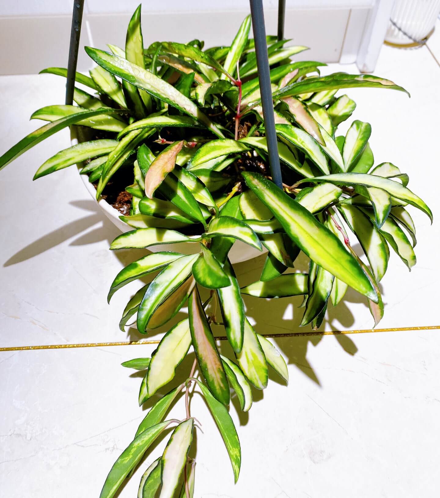 Hoya wayetii ‘Variegata’ is an elegant, trailing Hoya cultivar characterized by narrow, lanceolate leaves splashed with creamy-white, yellow, and sometimes pink variegation, with many leaves so variegated that only the margins remain green. The plant grows as a vine, often reaching 2–3 feet indoors, making it ideal for hanging baskets or cascading displays.