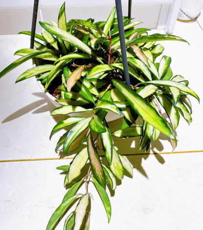 Hoya wayetii ‘Variegata’ is an elegant, trailing Hoya cultivar characterized by narrow, lanceolate leaves splashed with creamy-white, yellow, and sometimes pink variegation, with many leaves so variegated that only the margins remain green. The plant grows as a vine, often reaching 2–3 feet indoors, making it ideal for hanging baskets or cascading displays.
