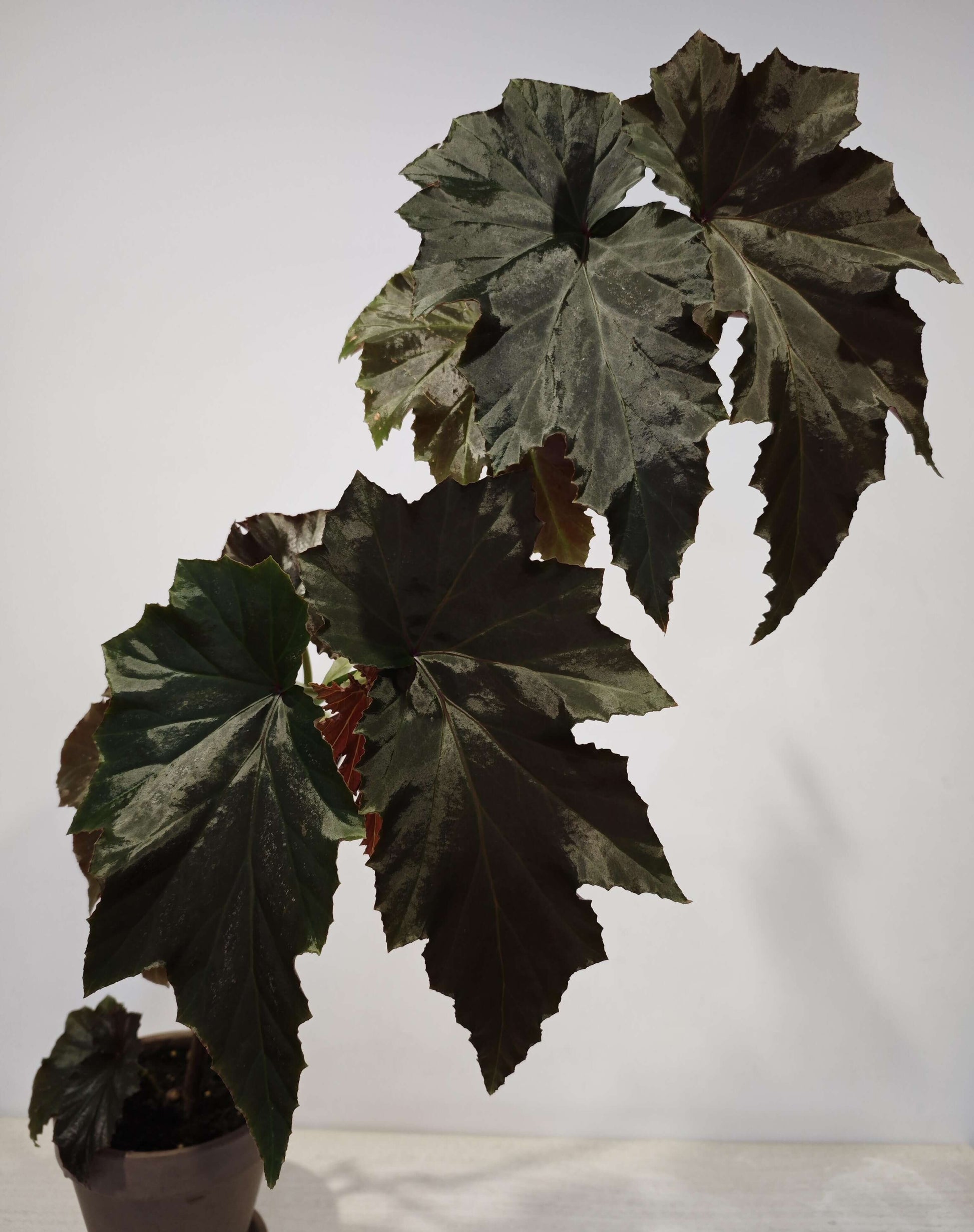 Begonia 'Irene Nuss' is a striking cane-type begonia cultivar known for its upright growth, large bronze-green leaves, and abundant clusters of pale pink, pendulous flowers. It was introduced in 1971 by Irene Nuss, a renowned hybridizer who significantly contributed to the development of the 'superba' cane group of begonias. This cultivar has earned the Royal Horticultural Society's Award of Garden Merit, recognizing its exceptional performance in gardens.