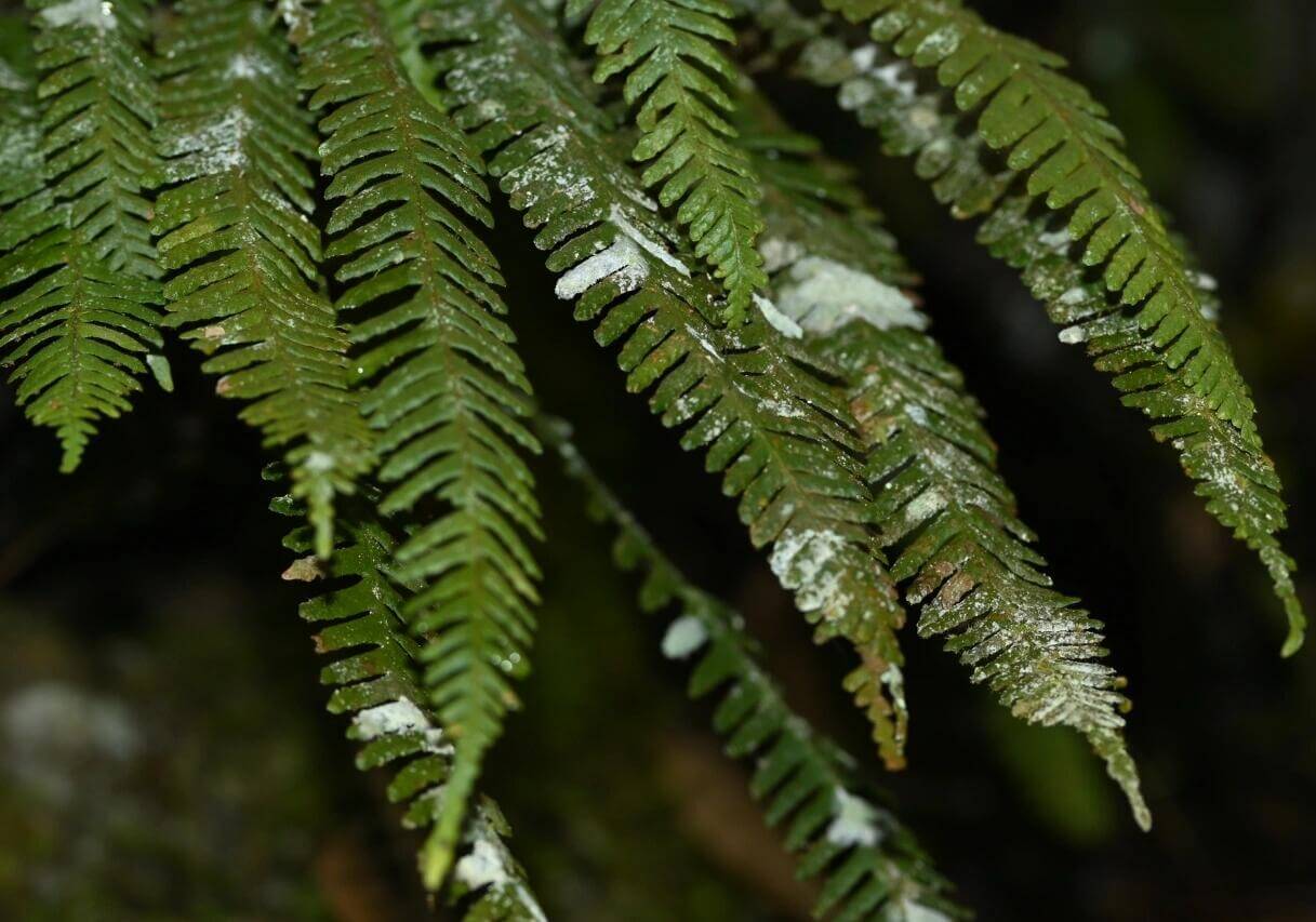 Prosaptia intermedia is a species of fern belonging to the family Grammitidaceae. It was first described by Ching in 1950 and later reclassified by Tagawa in 1950. This species is native to China, specifically in regions such as Guangdong, Guangxi, Hainan, and Yunnan, as well as Vietnam.